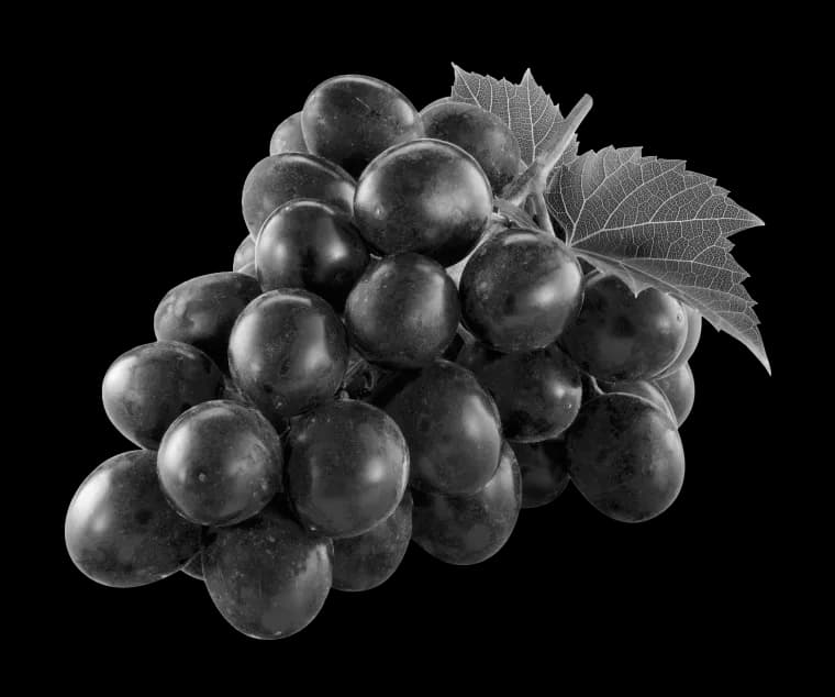 Grape illustration