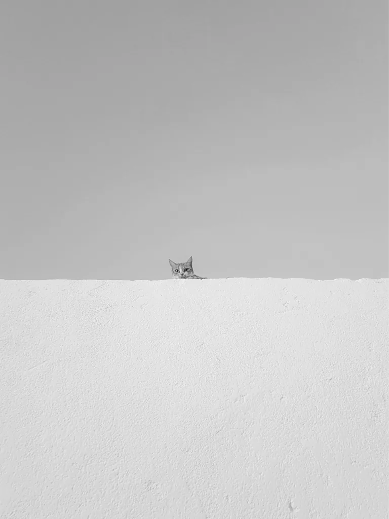 beyaz bir duvarın arkasından görünen kedinin siyah beyaz fotoğrafı